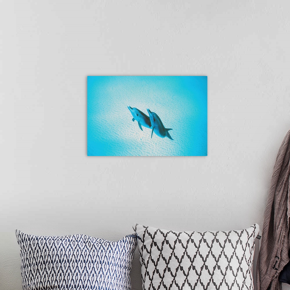 A bohemian room featuring Spinner dolphins rising to the surface