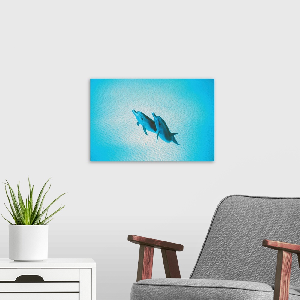 A modern room featuring Spinner dolphins rising to the surface