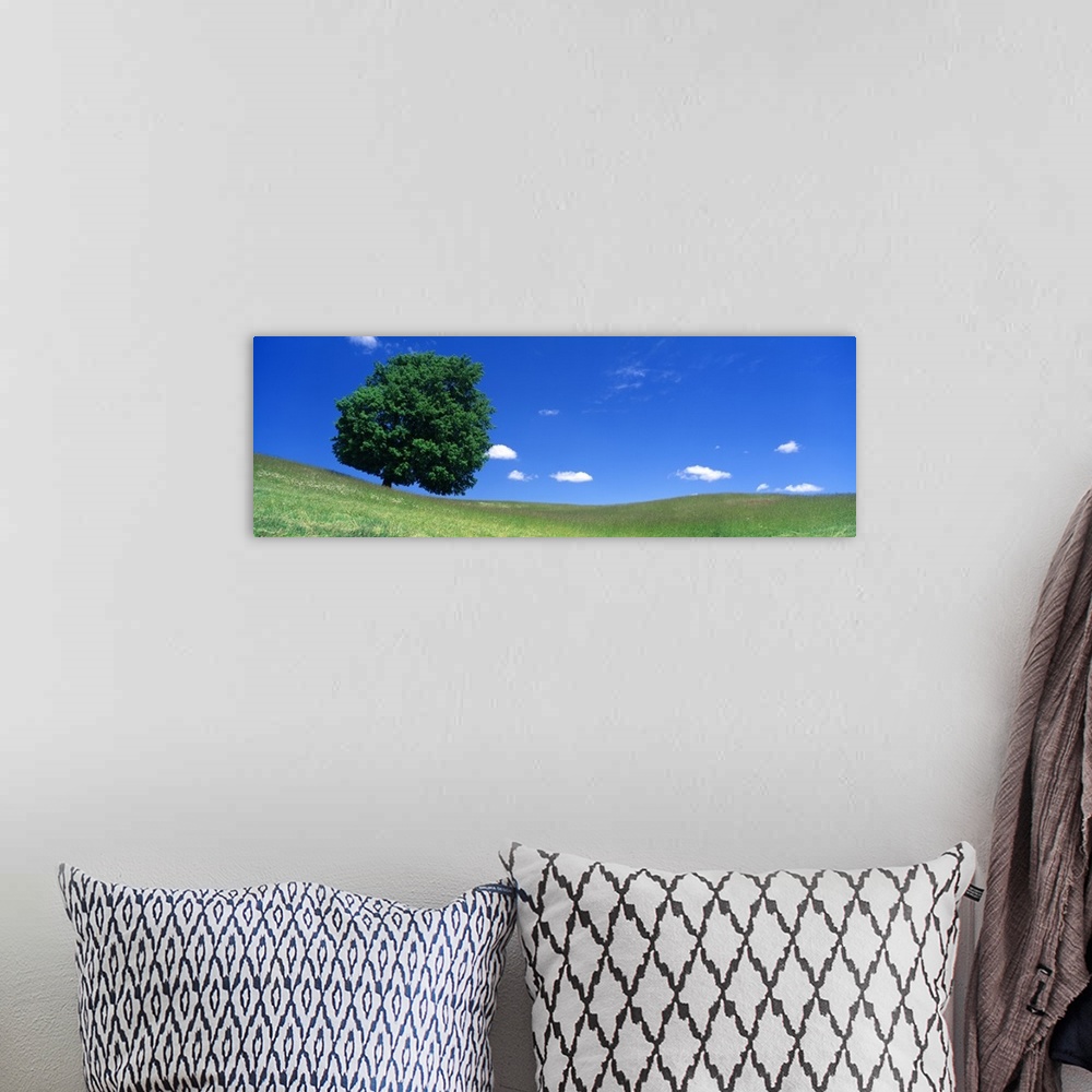 A bohemian room featuring Panoramic photograph of one huge tree in a hilly meadow of short grass under a cloudy sky.
