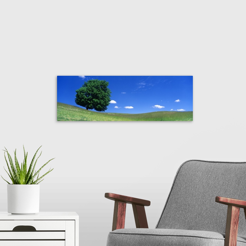 A modern room featuring Panoramic photograph of one huge tree in a hilly meadow of short grass under a cloudy sky.