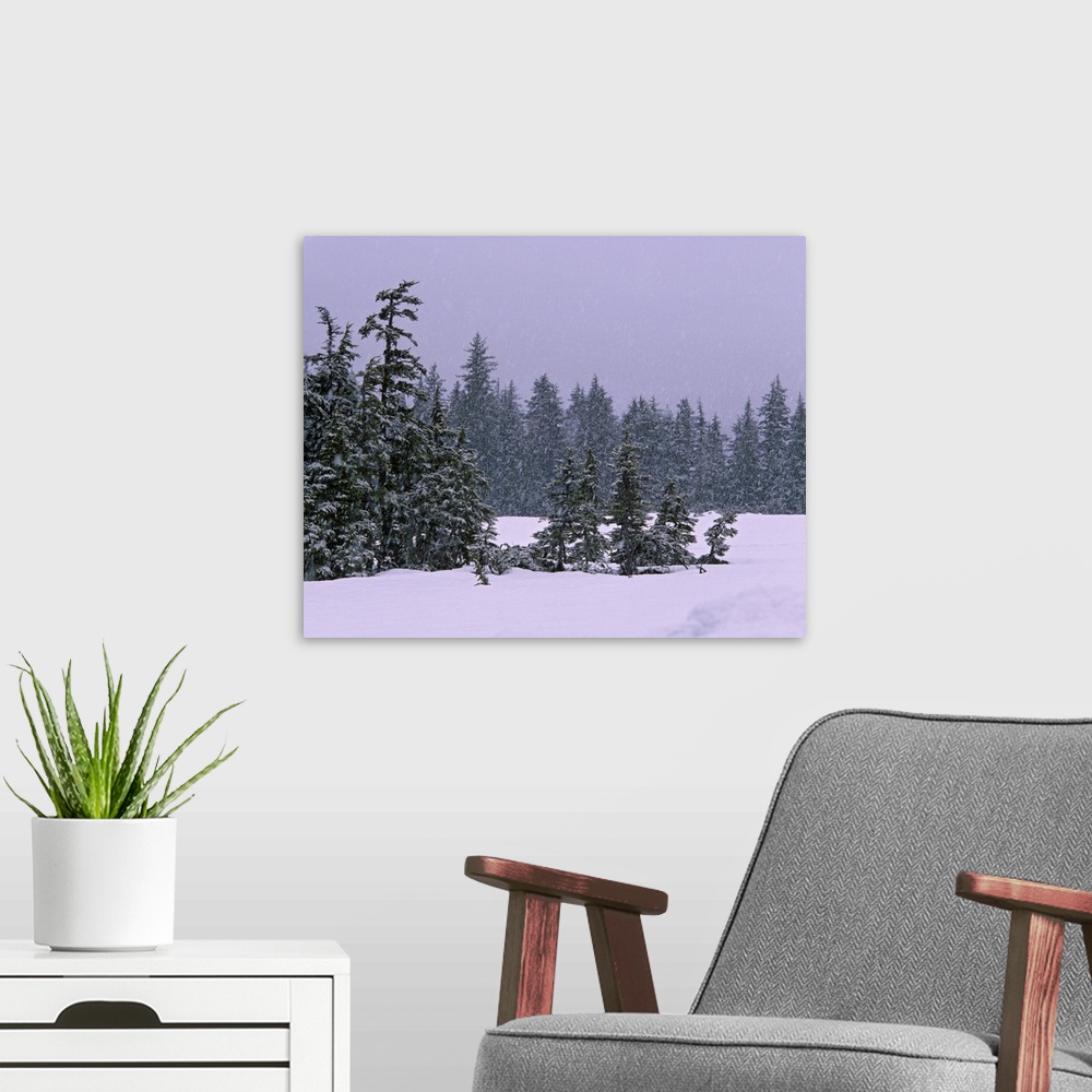 A modern room featuring Spruce tree forest in snowstorm, Alaska