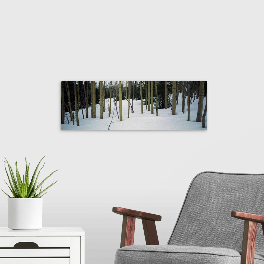 A modern room featuring Spruce trees among quaking aspen trees in deep snow, Alaska