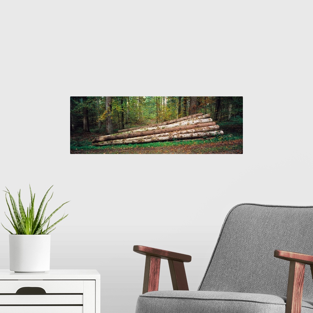 A modern room featuring Stack of logs in a forest, Black Forest, Baden-Wurttemberg, Germany