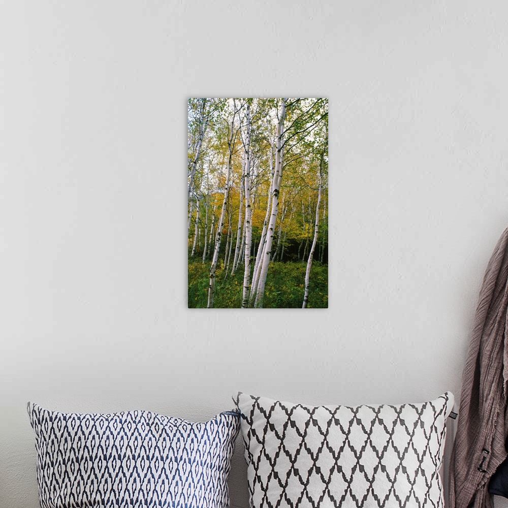 A bohemian room featuring Vertical photo print of a trees standing in undergrowth in front of a dense forest.
