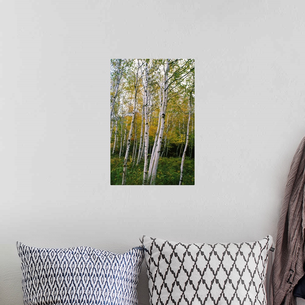 A bohemian room featuring Vertical photo print of a trees standing in undergrowth in front of a dense forest.