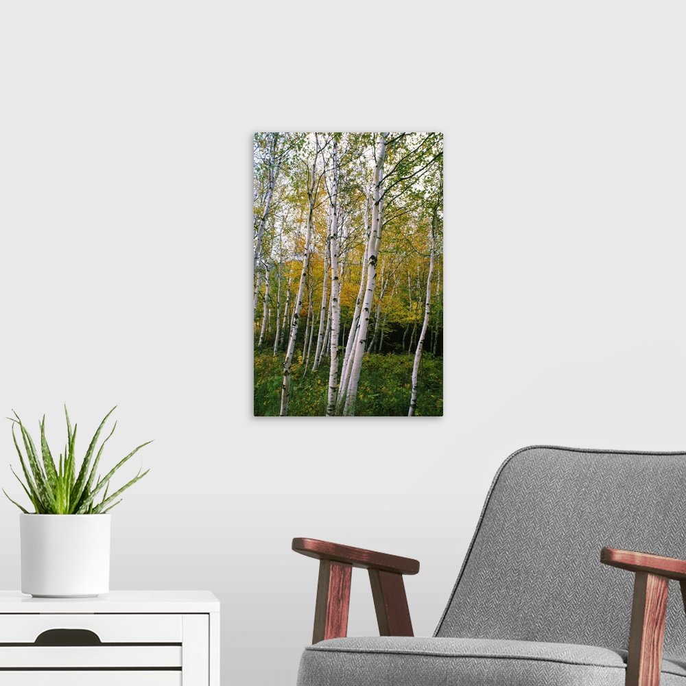 A modern room featuring Vertical photo print of a trees standing in undergrowth in front of a dense forest.
