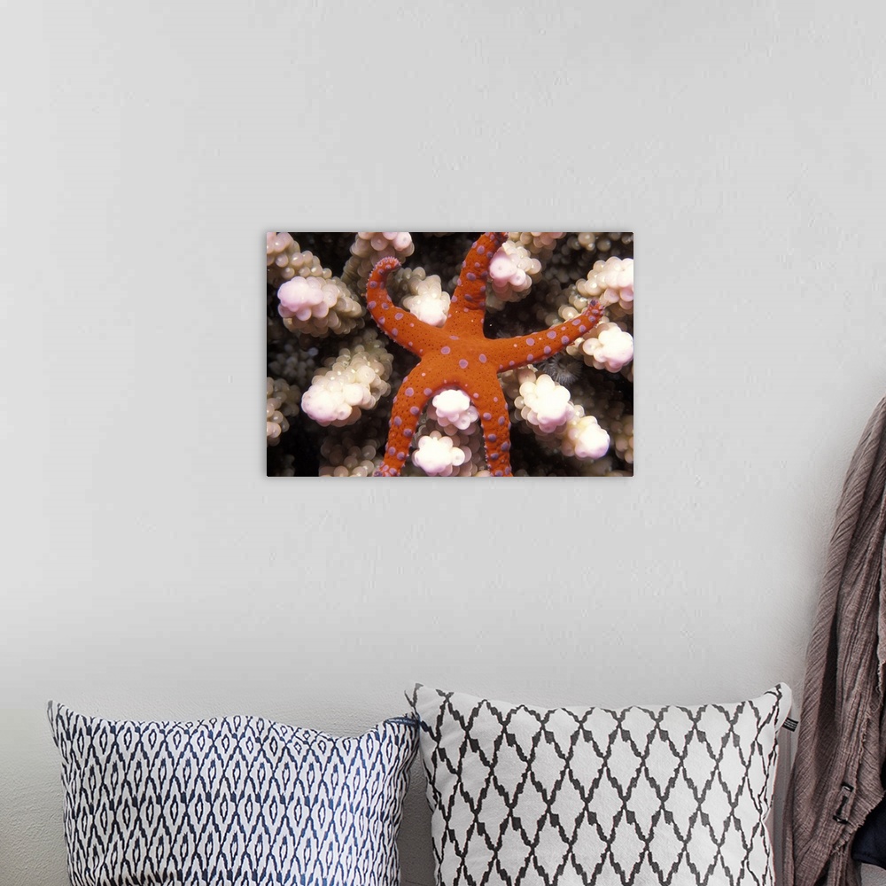 A bohemian room featuring Underwater photo of a starfish with purple spots on it's otherwise orange body sitting on coral p...
