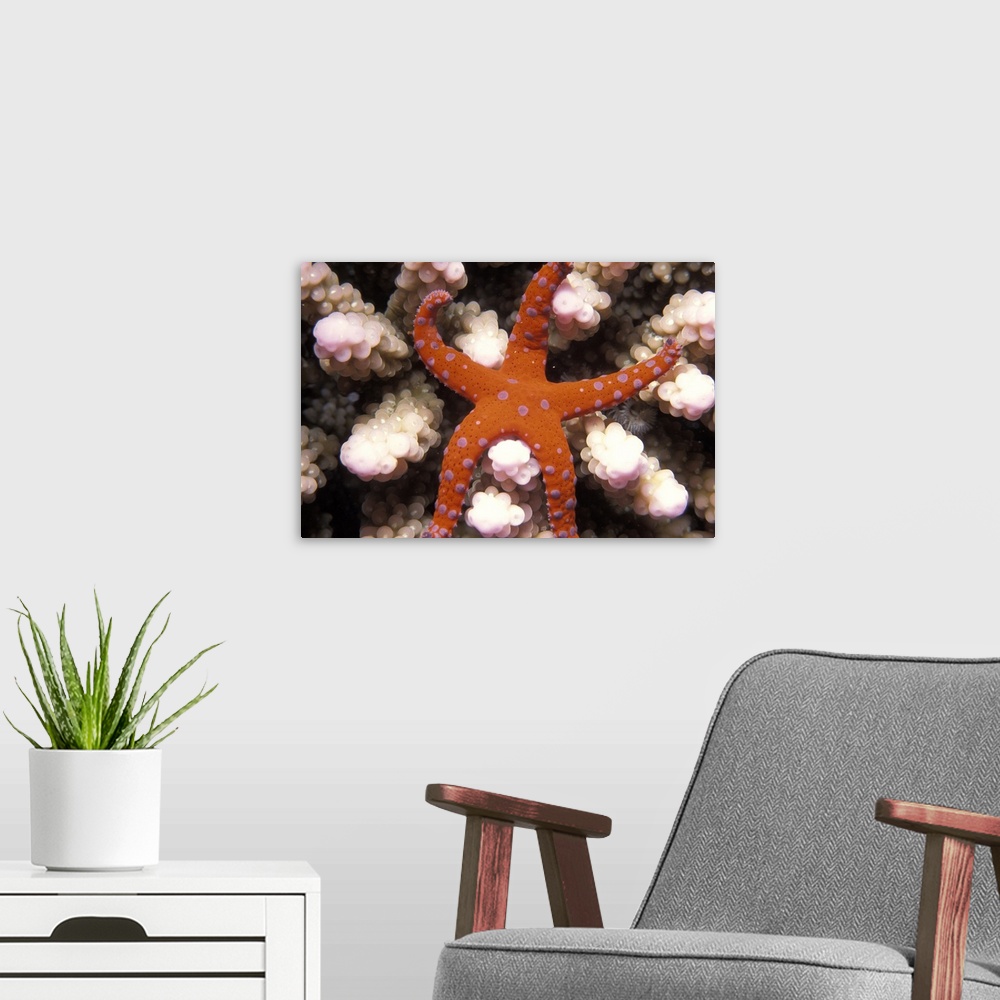 A modern room featuring Underwater photo of a starfish with purple spots on it's otherwise orange body sitting on coral p...