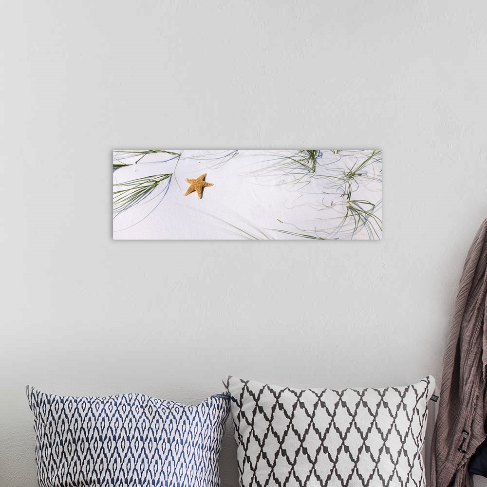 A bohemian room featuring Horizontal panoramic photograph of a starfish laying on a beach surrounded by grass.