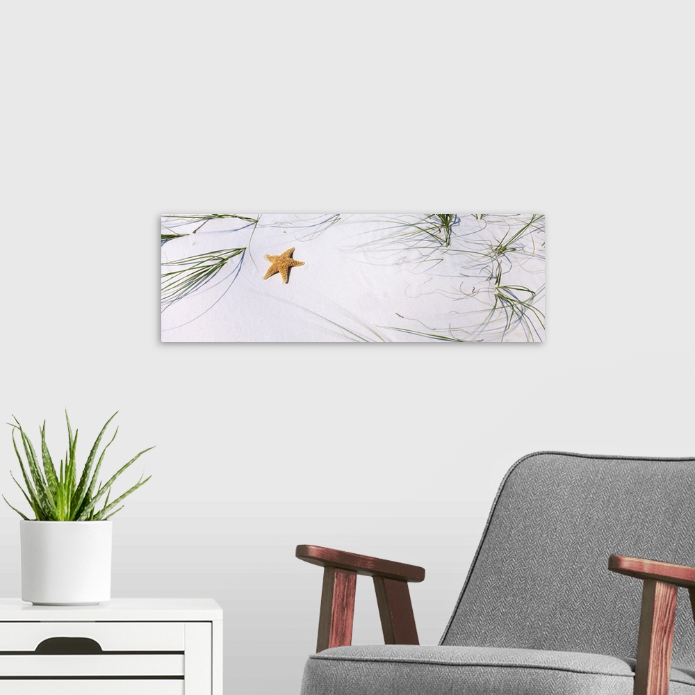 A modern room featuring Horizontal panoramic photograph of a starfish laying on a beach surrounded by grass.