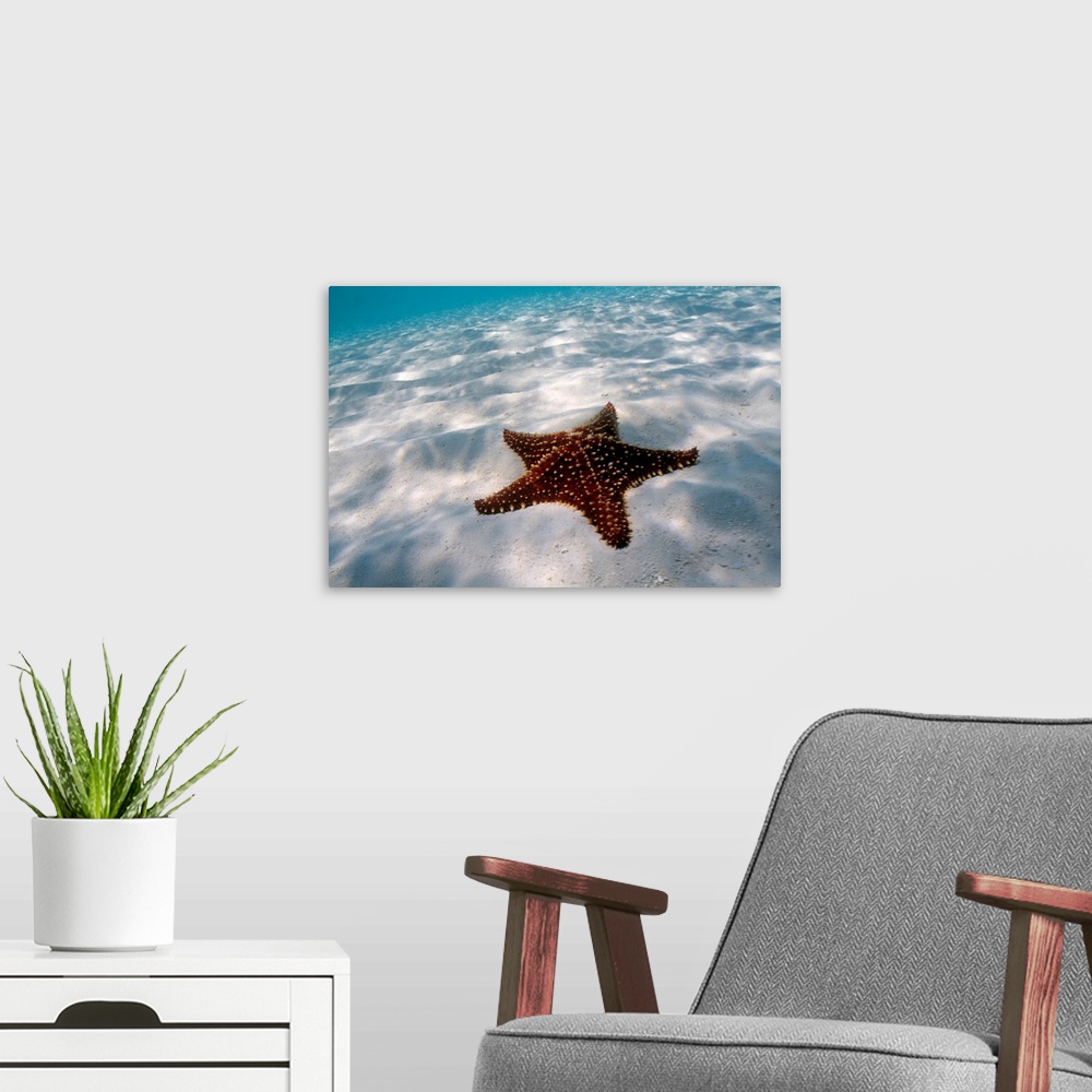 A modern room featuring Starfish on beach