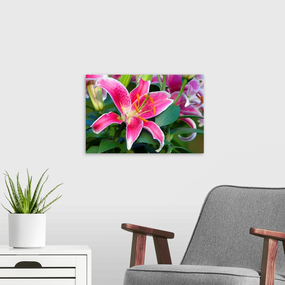 A modern room featuring Giant photograph composed of a close-up showing the top of a brightly colored flower.  The sharp ...