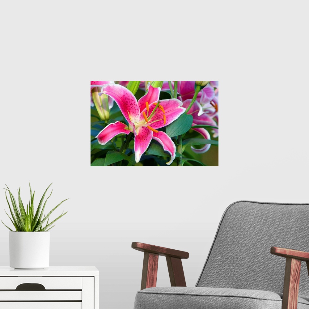 A modern room featuring Giant photograph composed of a close-up showing the top of a brightly colored flower.  The sharp ...