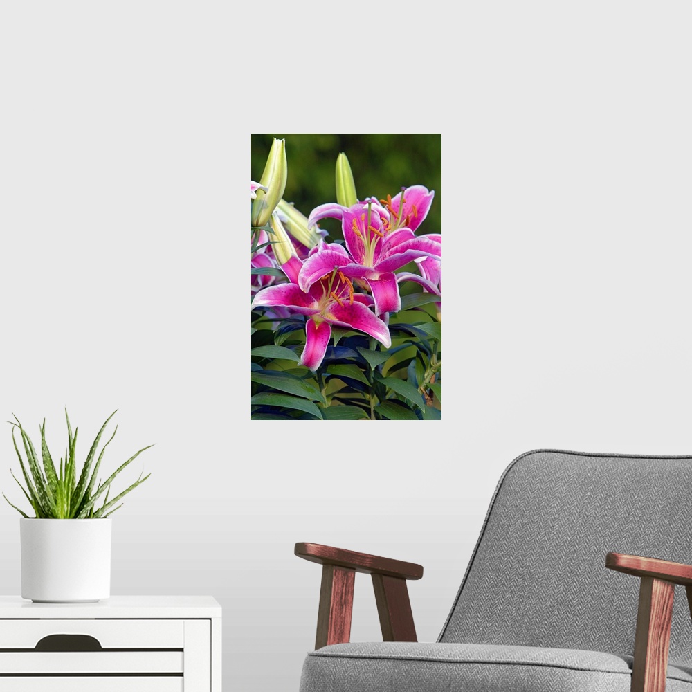 A modern room featuring Vertical panoramic photograph of flower blossoms and buds.