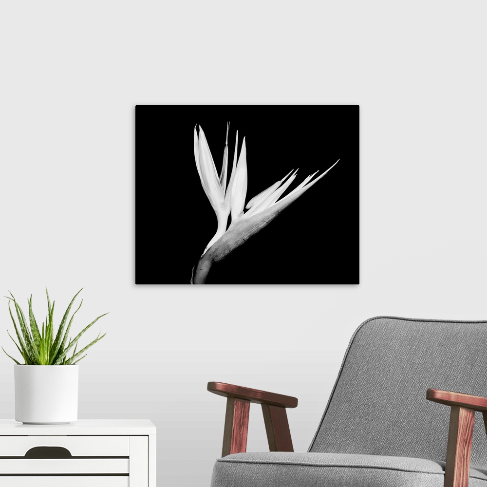 A modern room featuring Still-life shot of a bird of paradise flower