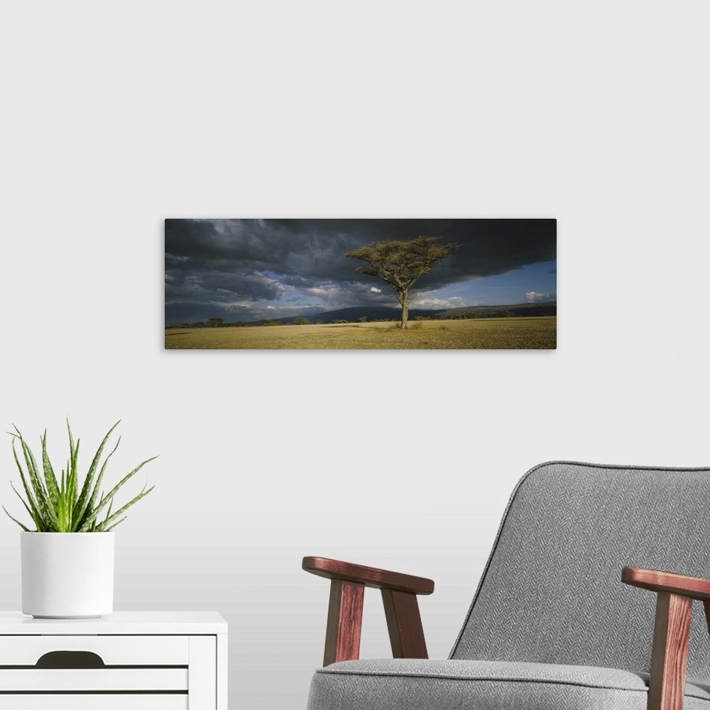 A modern room featuring A lone tree grows in the open of this African savannah as storm clouds gather over the horizon.
