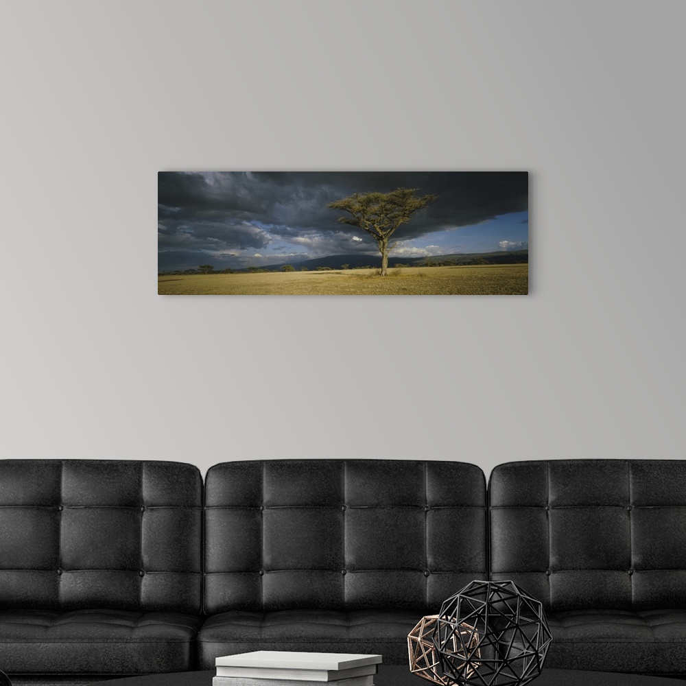 A modern room featuring A lone tree grows in the open of this African savannah as storm clouds gather over the horizon.