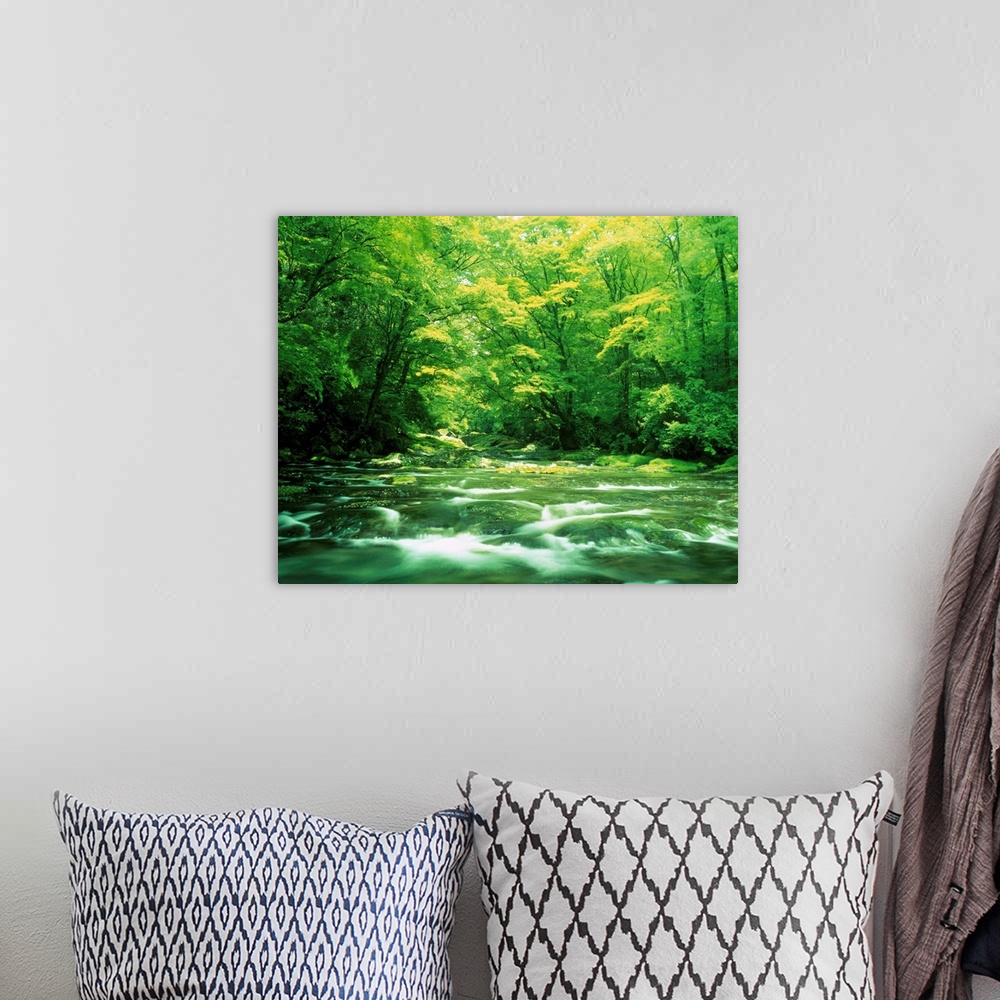 A bohemian room featuring Stream flowing through a forest