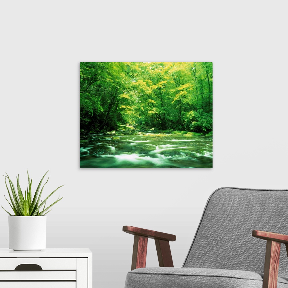 A modern room featuring Stream flowing through a forest