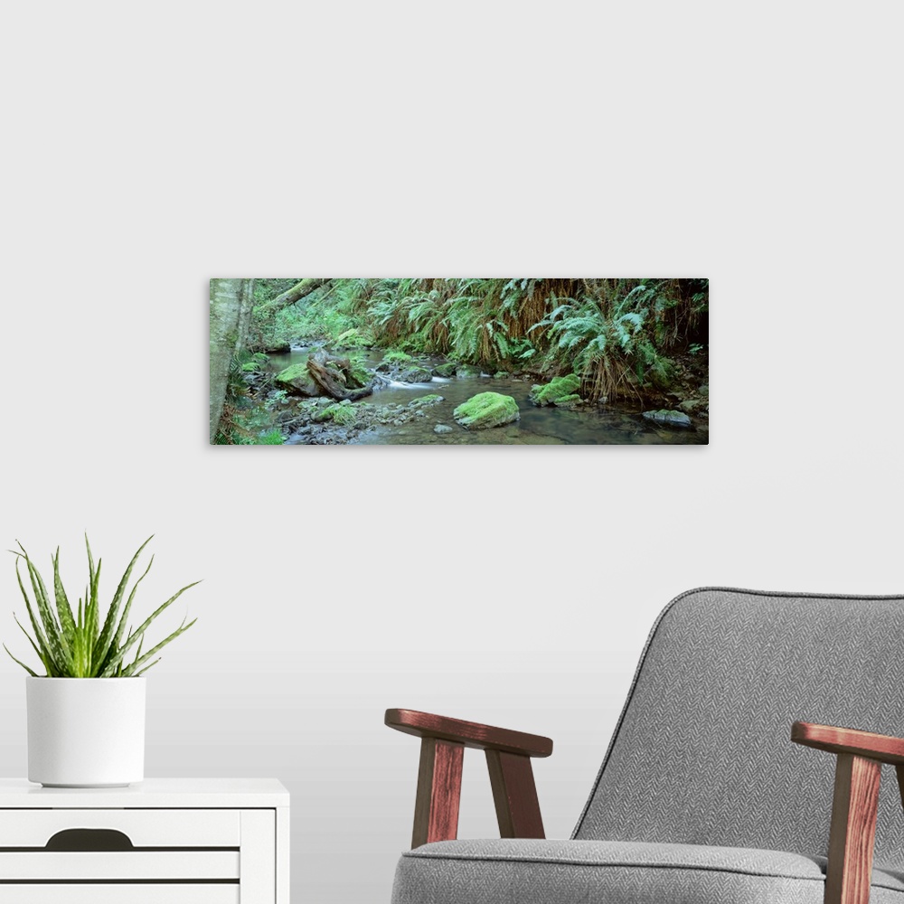 A modern room featuring Stream flowing through a rainforest, Van Damme State Park, Mendocino, California