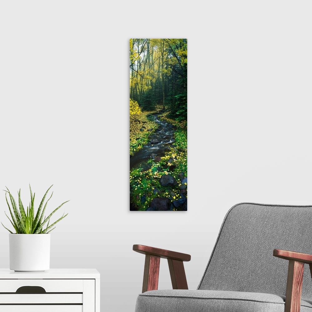 A modern room featuring Stream flowing through forest