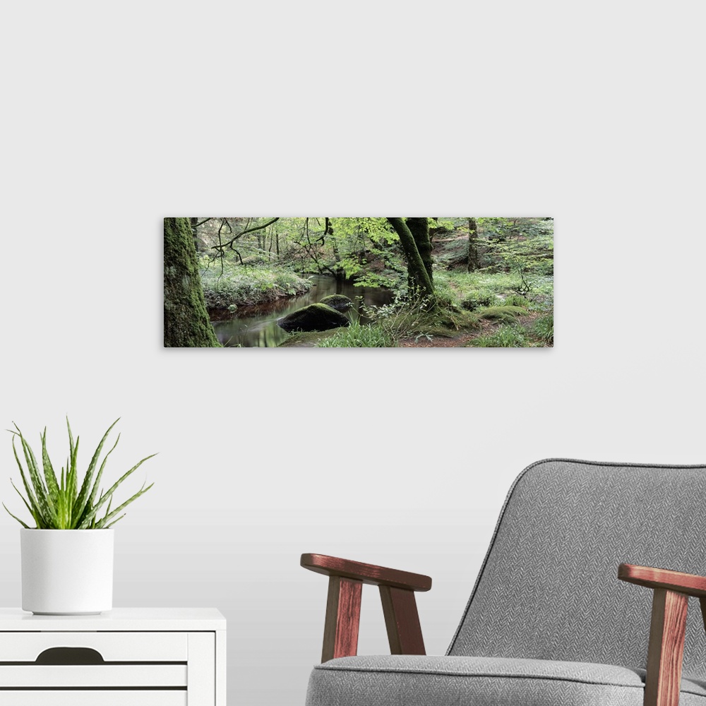 A modern room featuring Stream passing through a forest, Huelgoat Forest, Huelgoat, Brittany, France