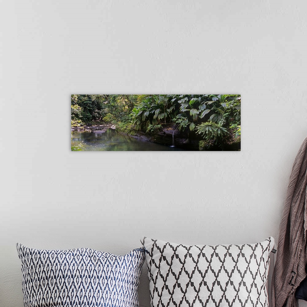 A bohemian room featuring Stream passing through a tropical rainforest, Guadeloupe
