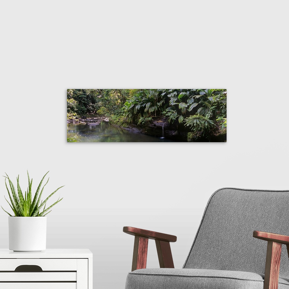 A modern room featuring Stream passing through a tropical rainforest, Guadeloupe