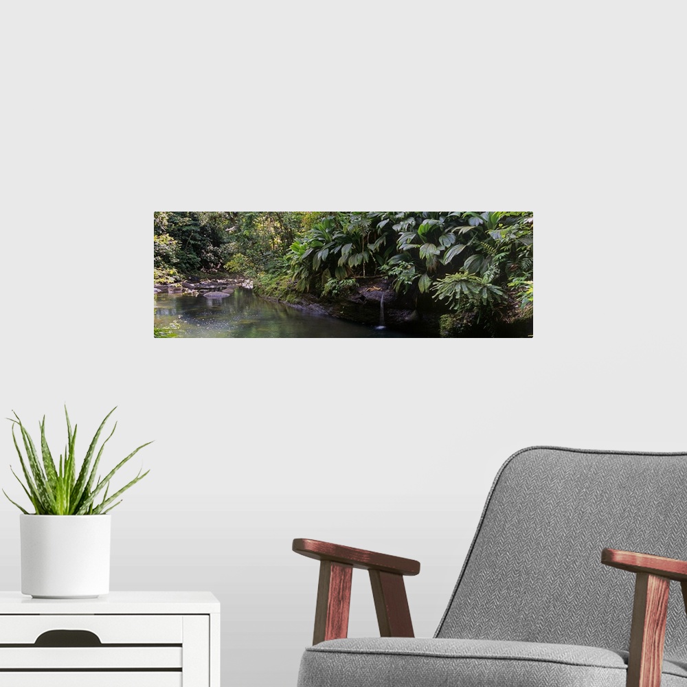 A modern room featuring Stream passing through a tropical rainforest, Guadeloupe