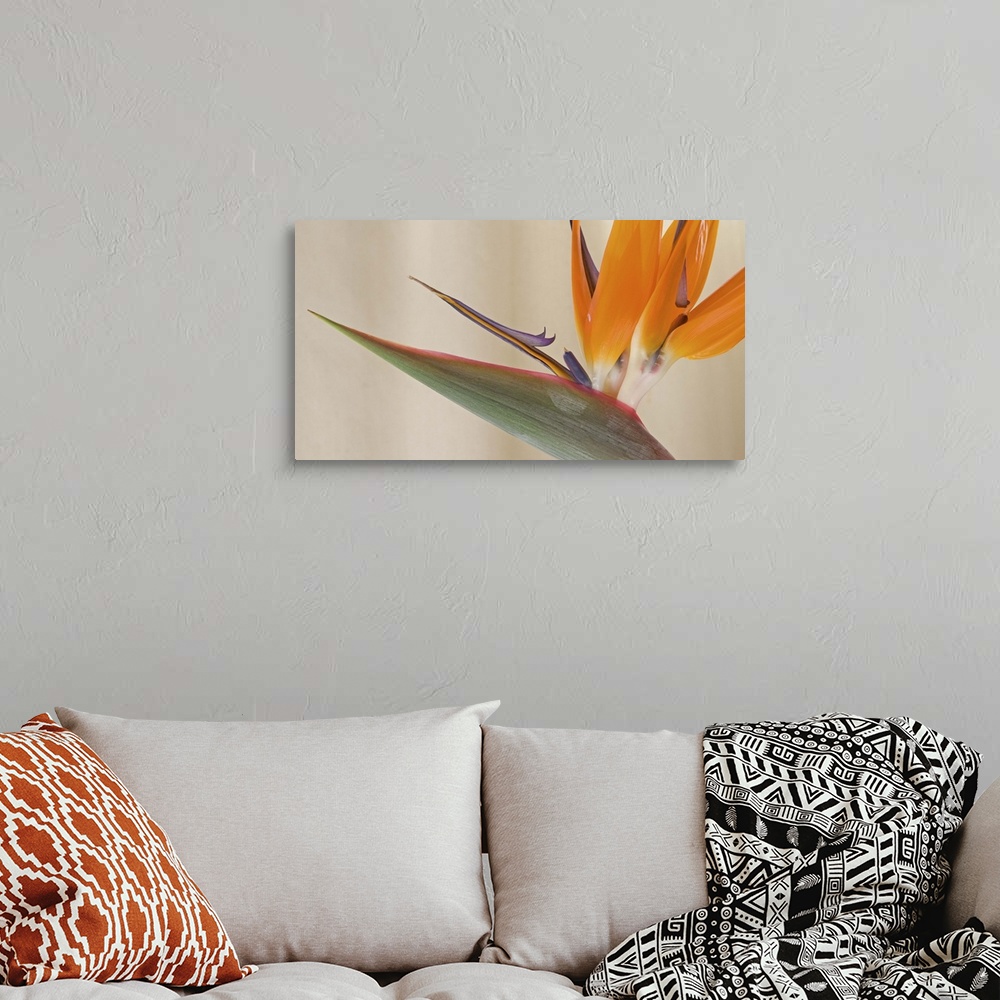 A bohemian room featuring Strelitzia in bloom, California