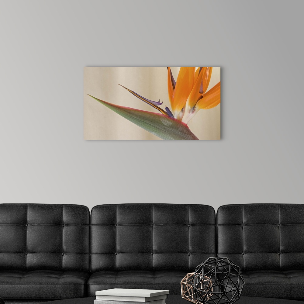 A modern room featuring Strelitzia in bloom, California