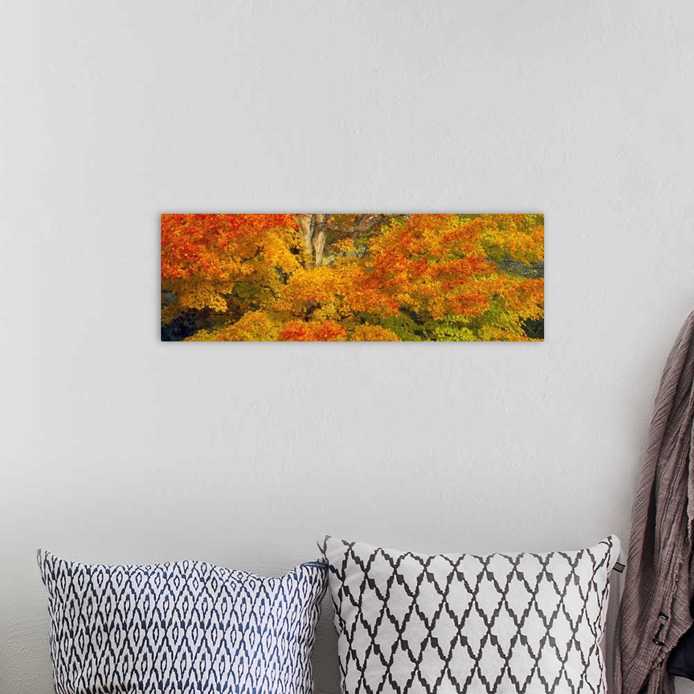 A bohemian room featuring Giant, horizontal close up photograph of a sugar maple tree with bright fall foliage in White Mou...