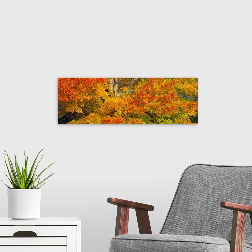 A modern room featuring Giant, horizontal close up photograph of a sugar maple tree with bright fall foliage in White Mou...