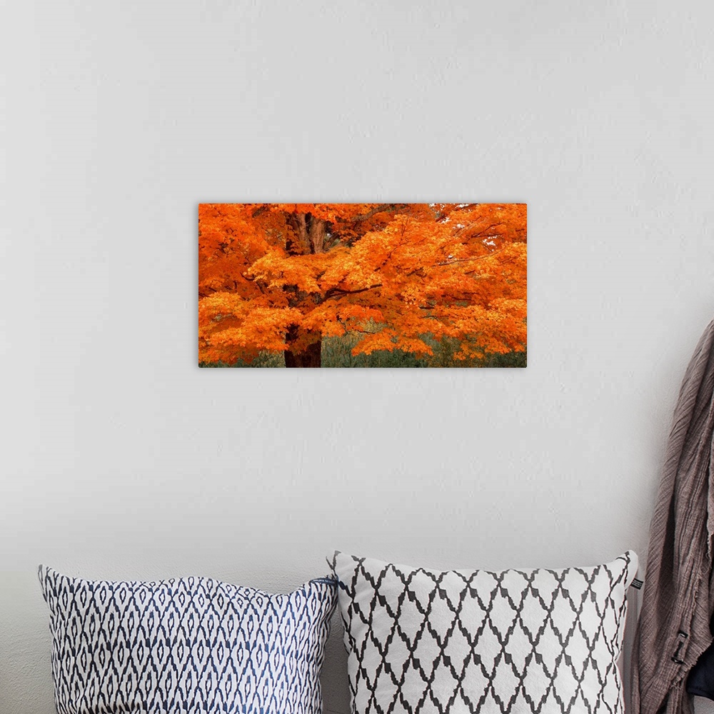 A bohemian room featuring This landscape photograph is a close up of vibrantly colored leaves on a New England tree in autumn.