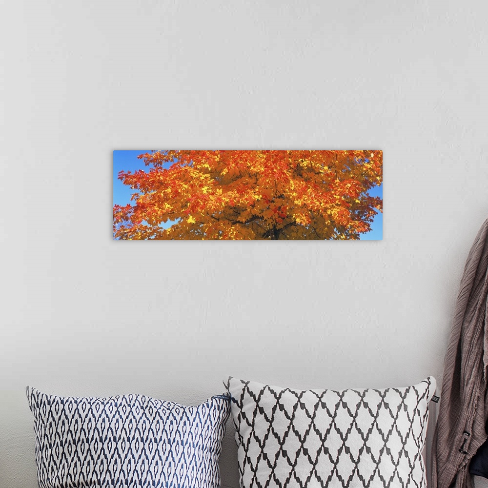A bohemian room featuring Large horizontal photograph of vibrant, fall colored leaves on a sugar maple tree, in front of a ...