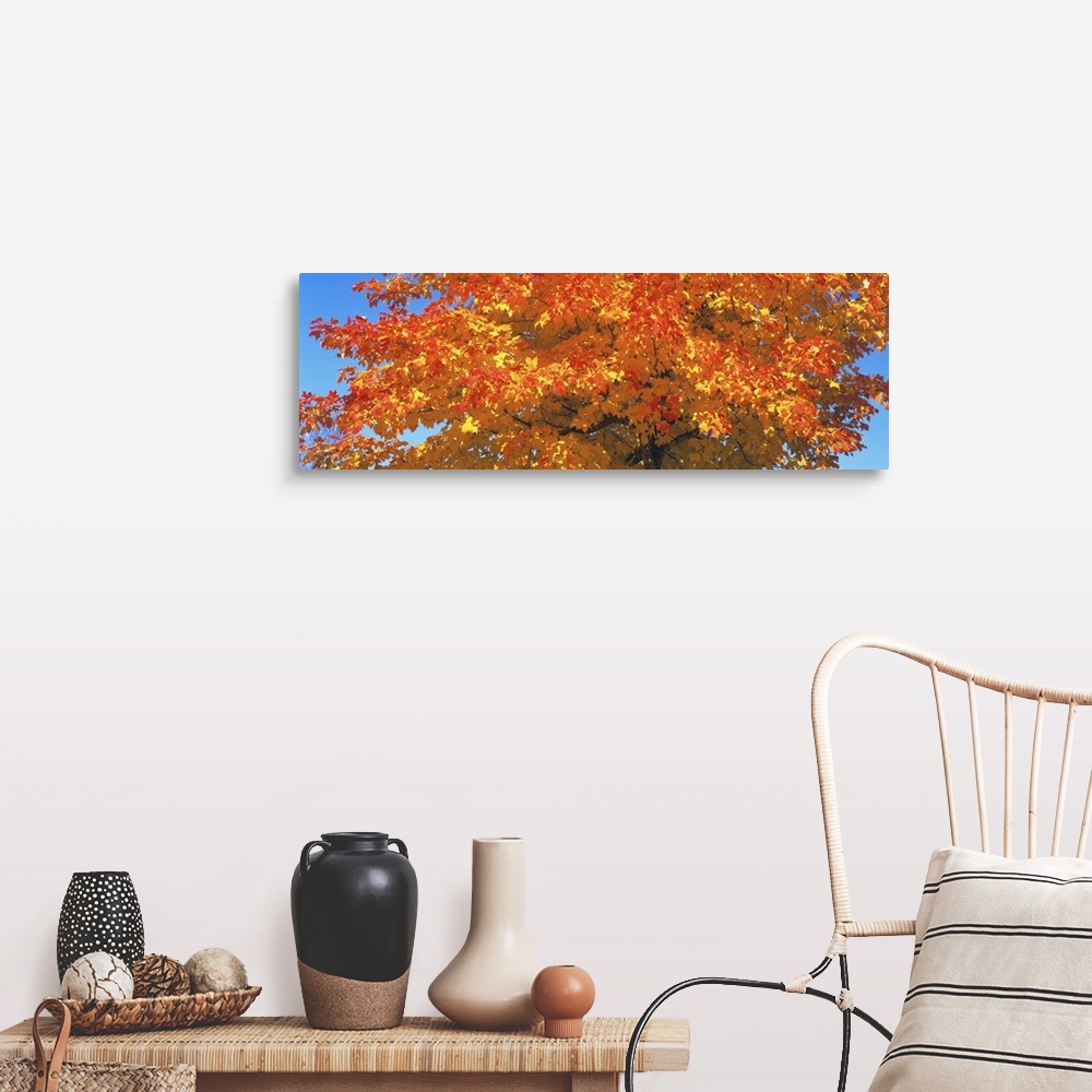 A farmhouse room featuring Large horizontal photograph of vibrant, fall colored leaves on a sugar maple tree, in front of a ...
