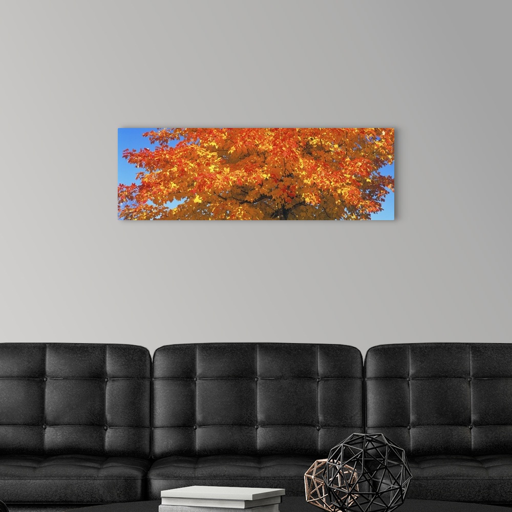 A modern room featuring Large horizontal photograph of vibrant, fall colored leaves on a sugar maple tree, in front of a ...