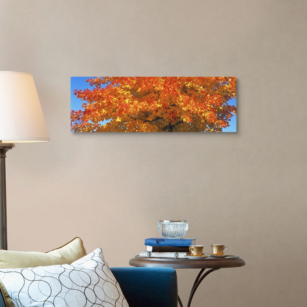 A traditional room featuring Large horizontal photograph of vibrant, fall colored leaves on a sugar maple tree, in front of a ...