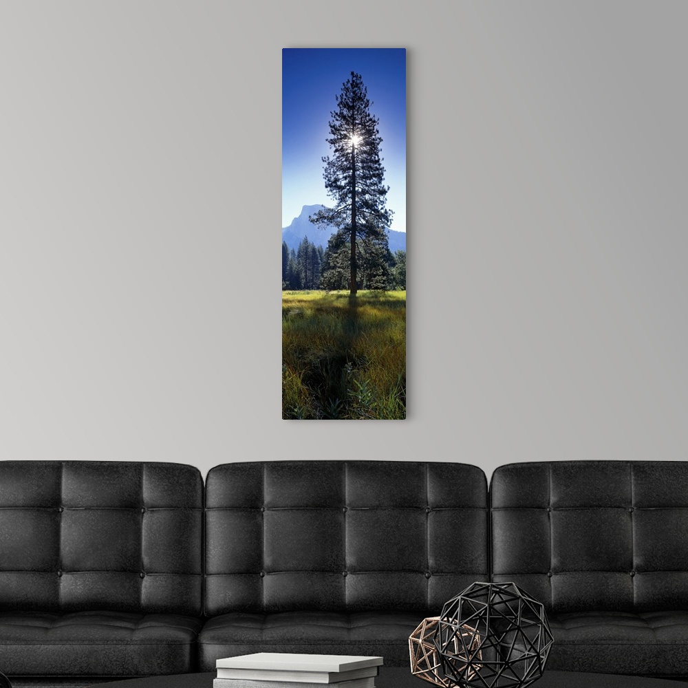 A modern room featuring Large vertical photograph of a tall pine tree in a field in Yosemite Valley, the sun directly beh...