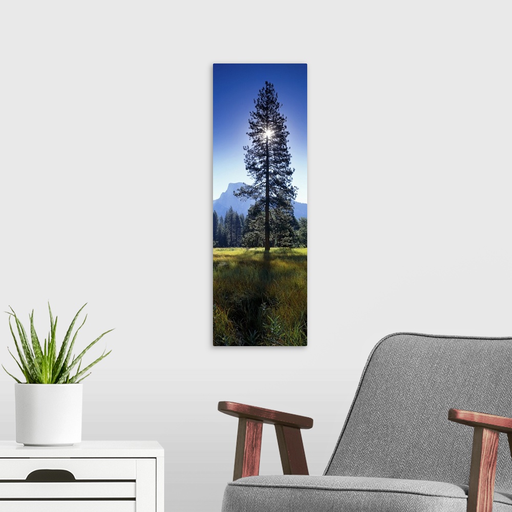 A modern room featuring Large vertical photograph of a tall pine tree in a field in Yosemite Valley, the sun directly beh...
