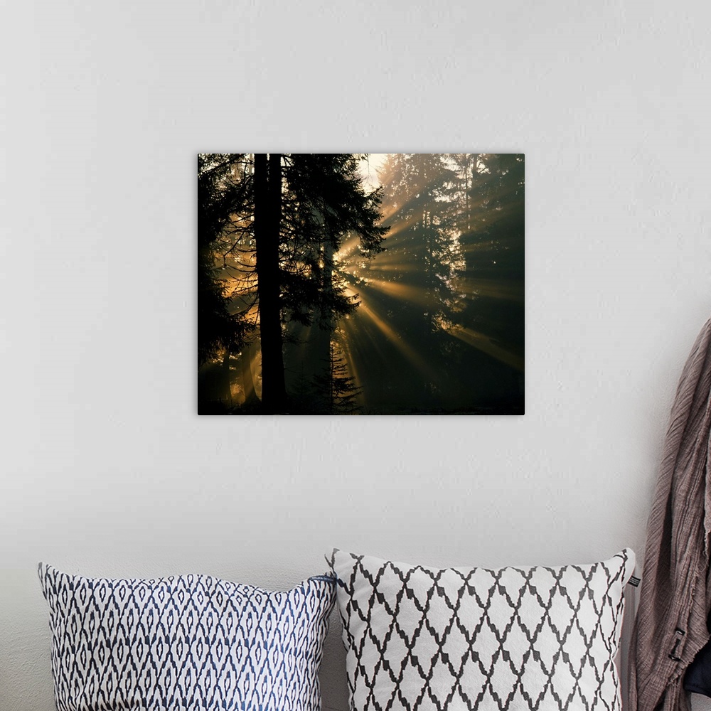 A bohemian room featuring Sunbeams filter through misty evergreen forest, Alaska