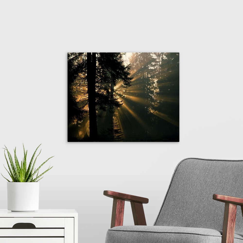 A modern room featuring Sunbeams filter through misty evergreen forest, Alaska