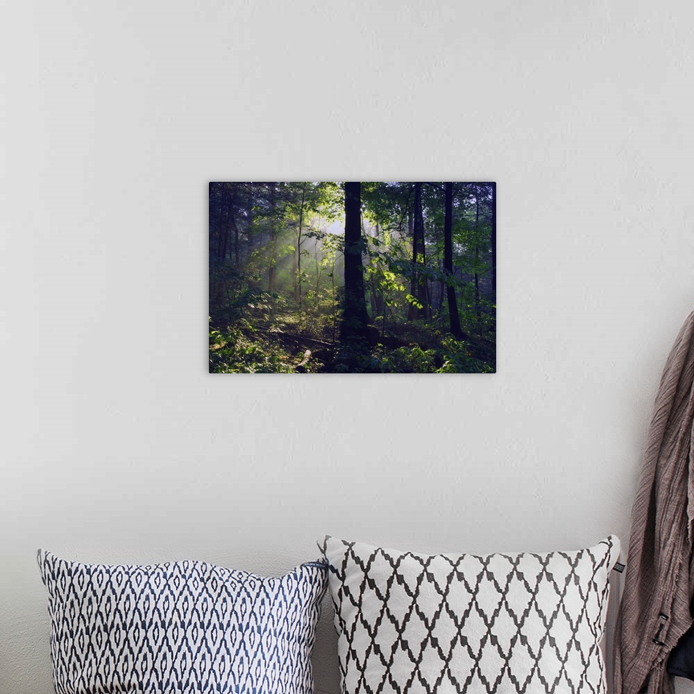 A bohemian room featuring Canvas print of sunshine breaking through leaves in a dense forest.