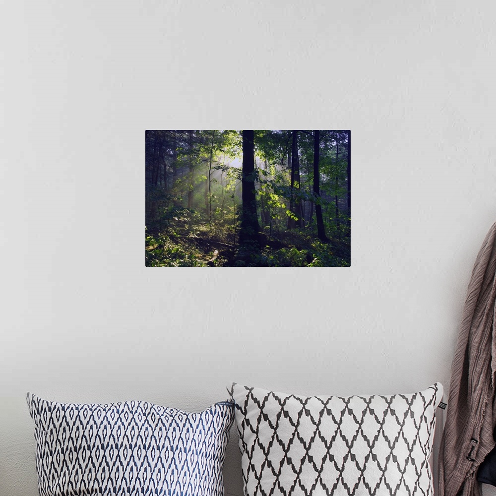 A bohemian room featuring Canvas print of sunshine breaking through leaves in a dense forest.