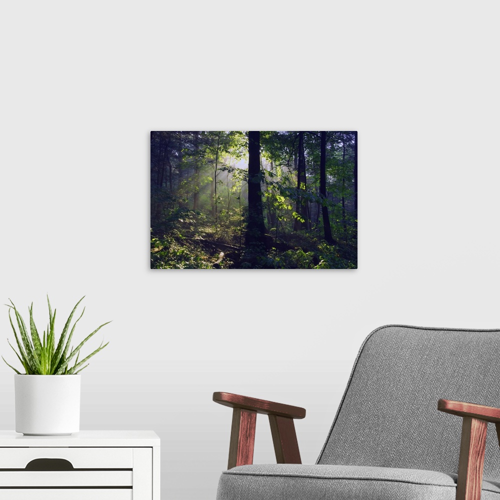 A modern room featuring Canvas print of sunshine breaking through leaves in a dense forest.