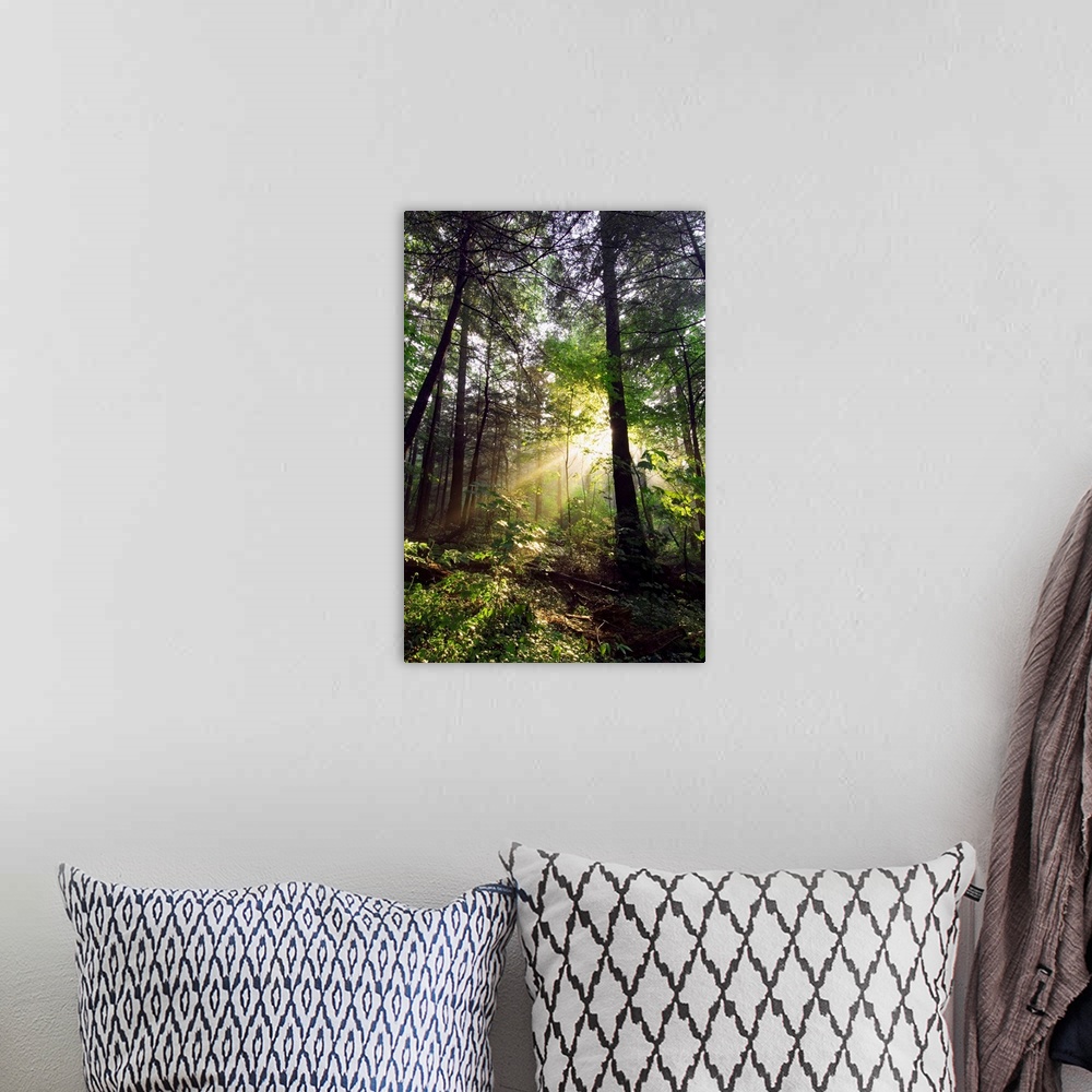 A bohemian room featuring Light shines through gaps in the summer foliage to illuminate the forest floor in this vertical l...