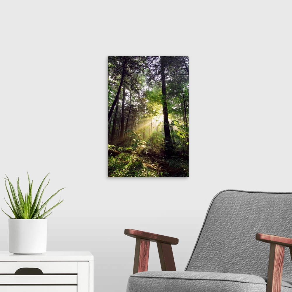 A modern room featuring Light shines through gaps in the summer foliage to illuminate the forest floor in this vertical l...
