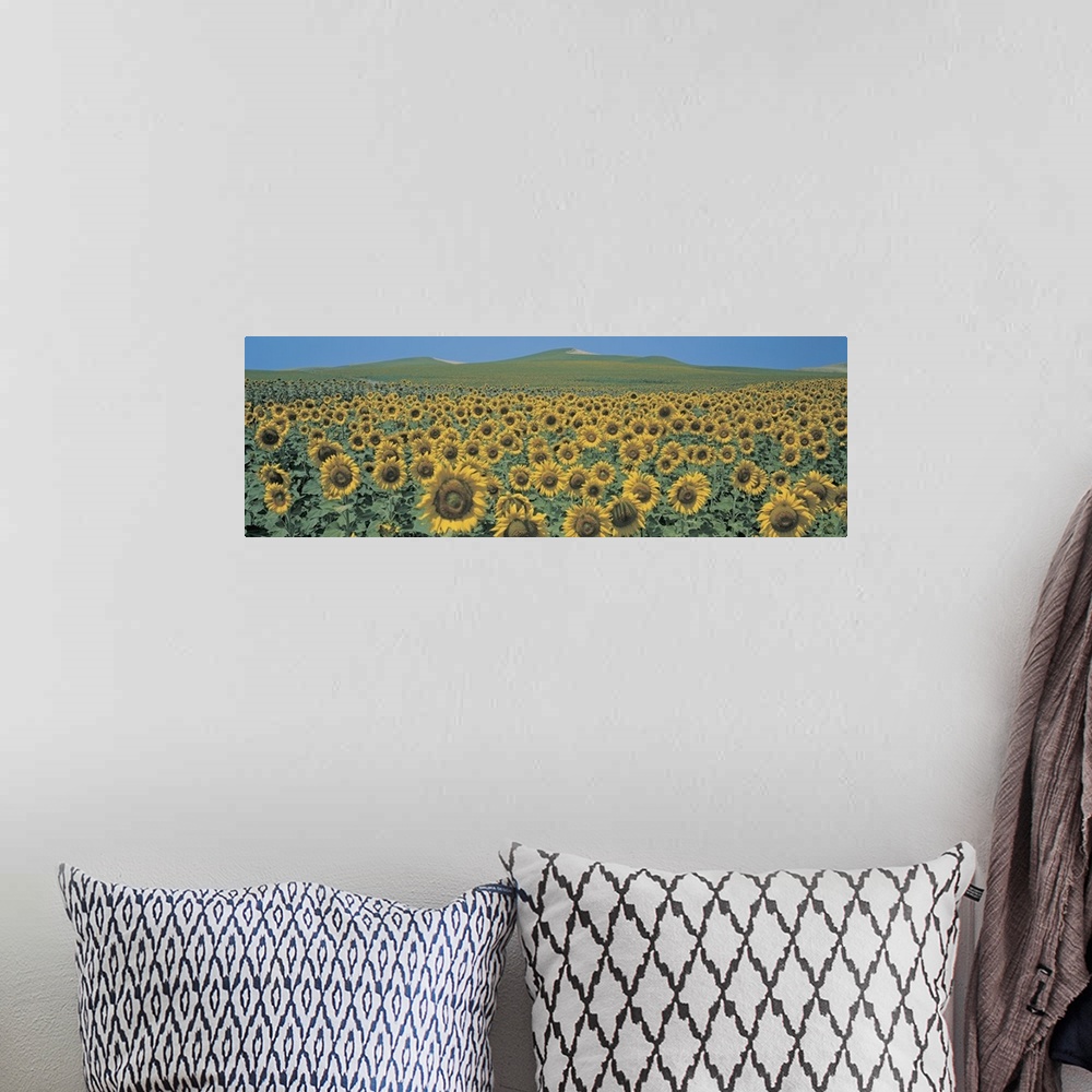 A bohemian room featuring Sunflower field Andalucia Spain