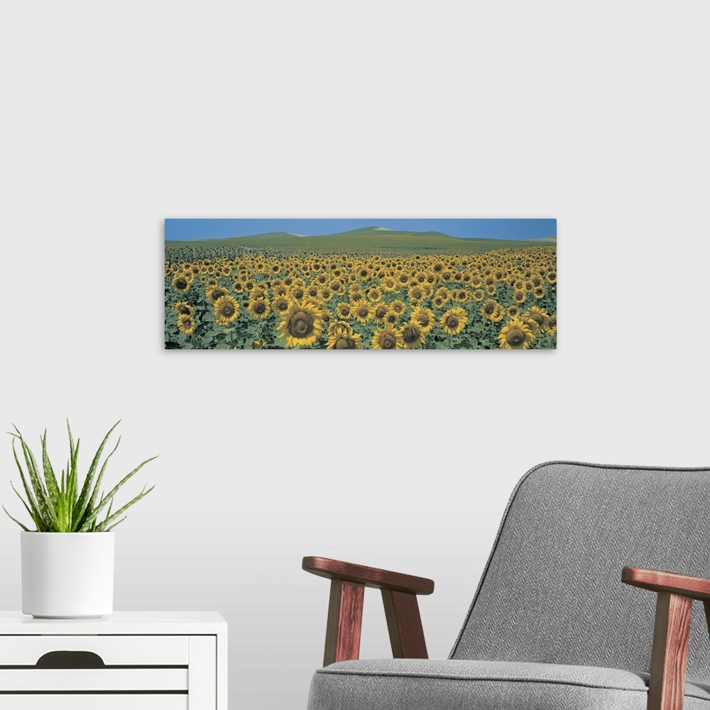 A modern room featuring Sunflower field Andalucia Spain