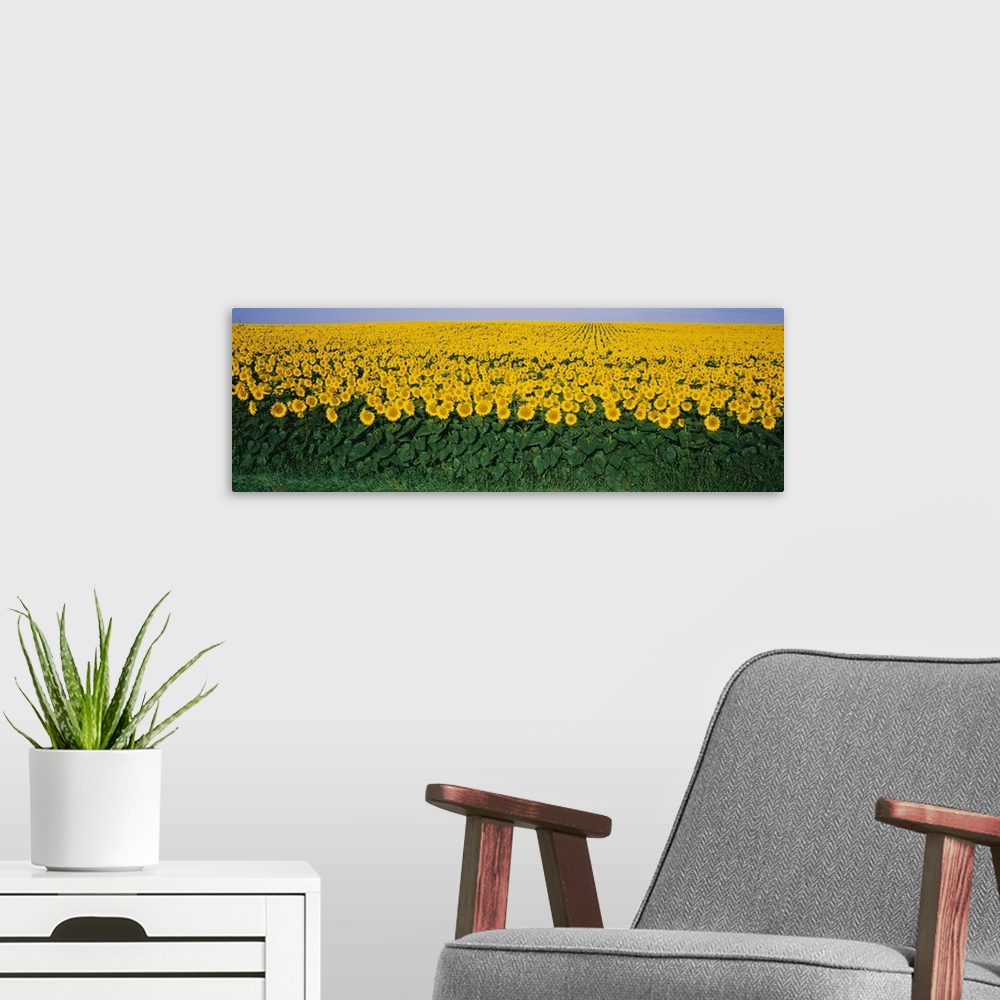 A modern room featuring Sunflower Field MD